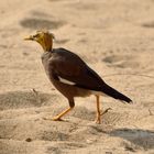 Auch mal interessant, ein Hirtenstar (Acridotheres tristis) ohne Kopffedern.