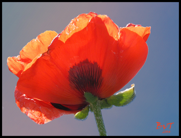 Auch mal Mohn