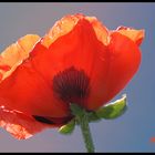 Auch mal Mohn