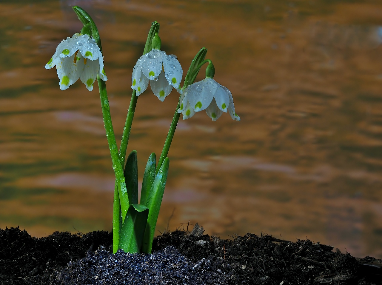 Auch mal was frühes aus dem Garten.