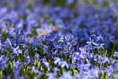 auch mal wieder was Blumiges - Scillablüte am Lindener Berg Hannover