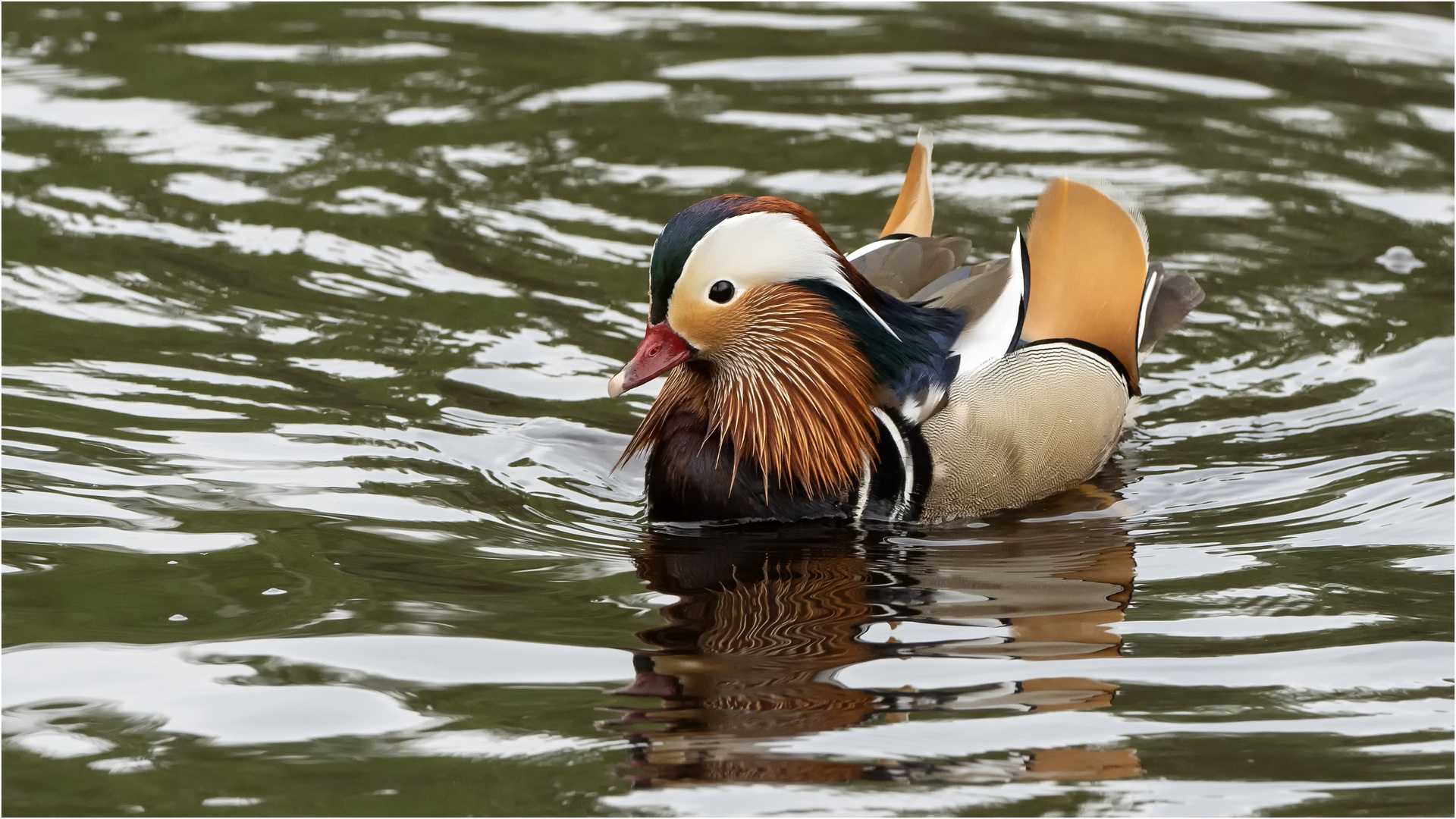 auch Mandarinen können schwimmen  .....