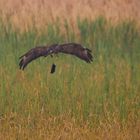 Auch Maulwürfe können fliegen