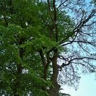 Auch mein Freund, der Baum