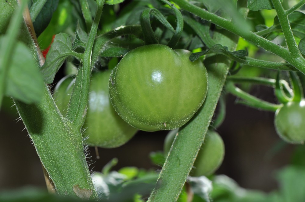 ...auch meine Balkon-Tomaten versprechen wieder reiche Ernte