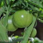 ...auch meine Balkon-Tomaten versprechen wieder reiche Ernte