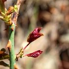 auch meine geliebten Rosen treiben neue Zweige und Blüten