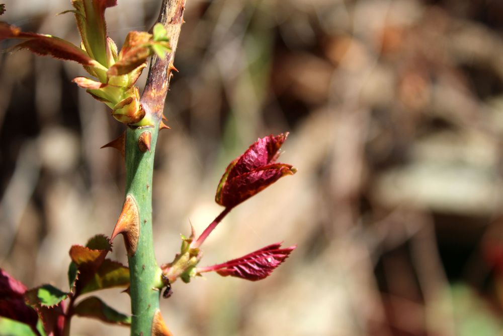 auch meine geliebten Rosen treiben neue Zweige und Blüten