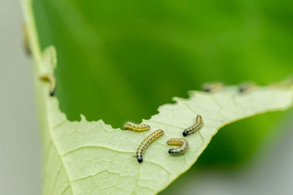 Auch meine Raupen des