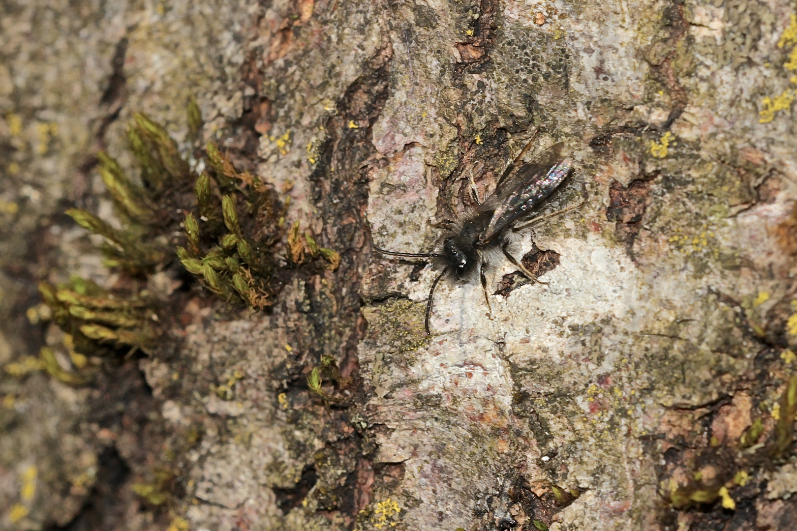 Auch meine Wildbienensaison ist eröffnet - mit diesem Andrena-Männchen (Sandbiene) ...