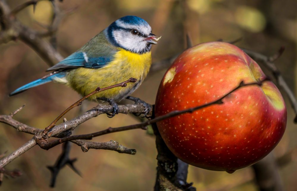 "AUCH MEISEN HABEN EINEN OBSTTAG"