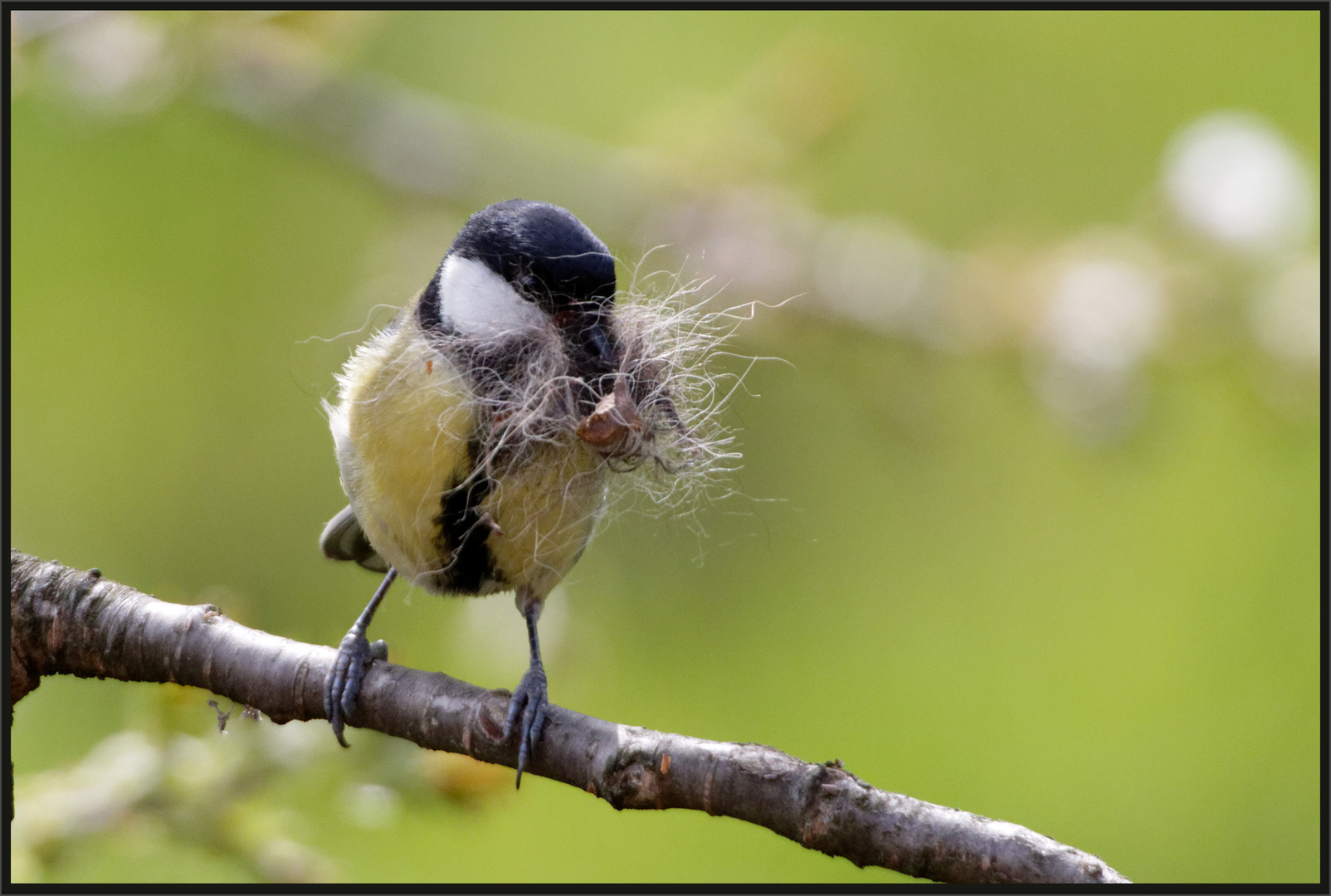 Auch Meisen mögen es flauschig weich ...