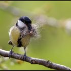 Auch Meisen mögen es flauschig weich ...