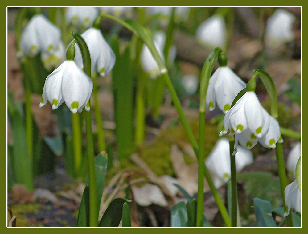 Auch mitten im Wald