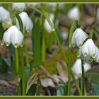 Auch mitten im Wald