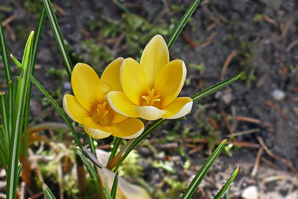 auch Mittwochsblümchen kuscheln