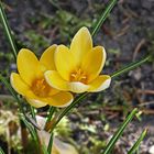 auch Mittwochsblümchen kuscheln