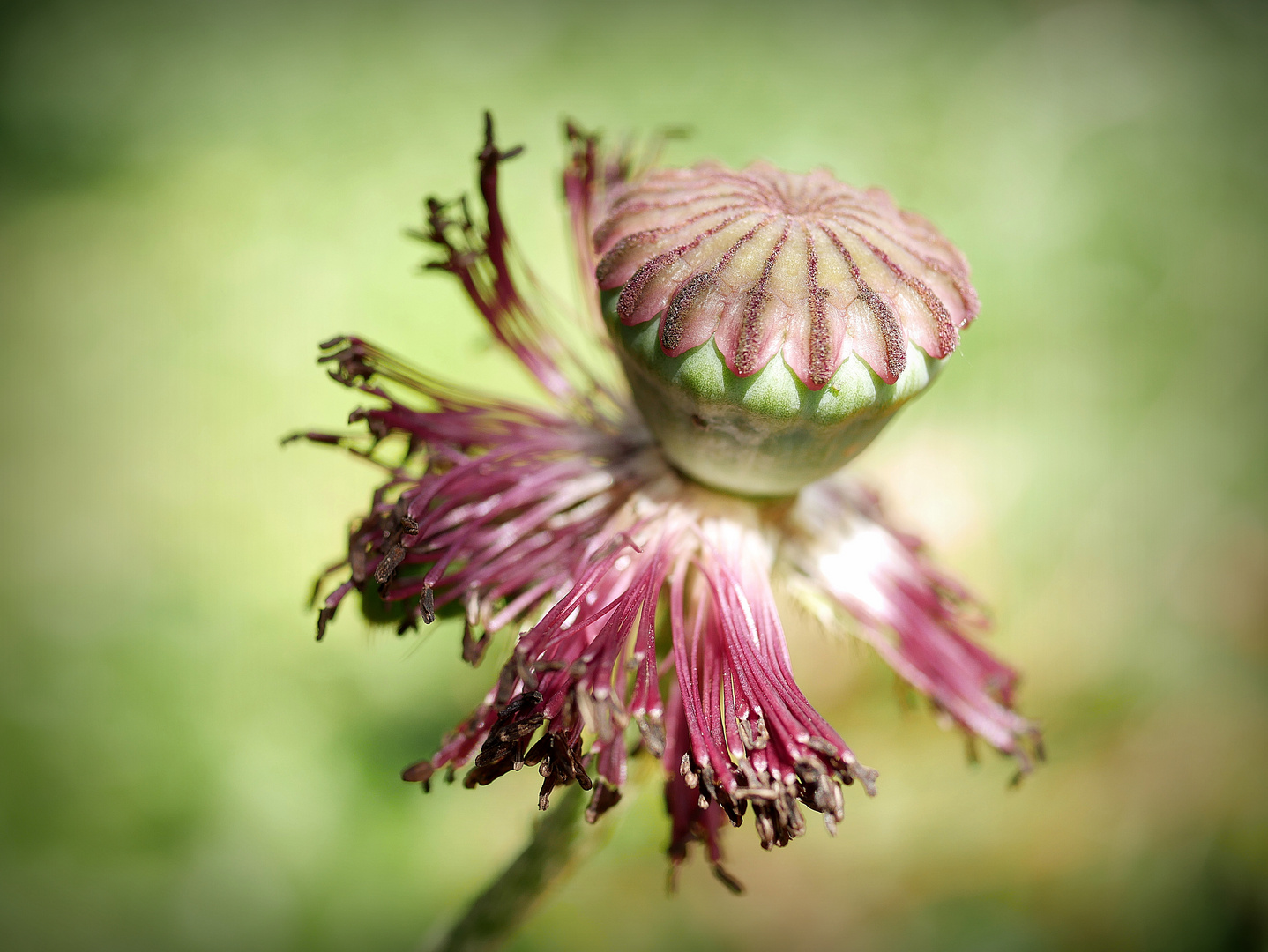 auch Mohn