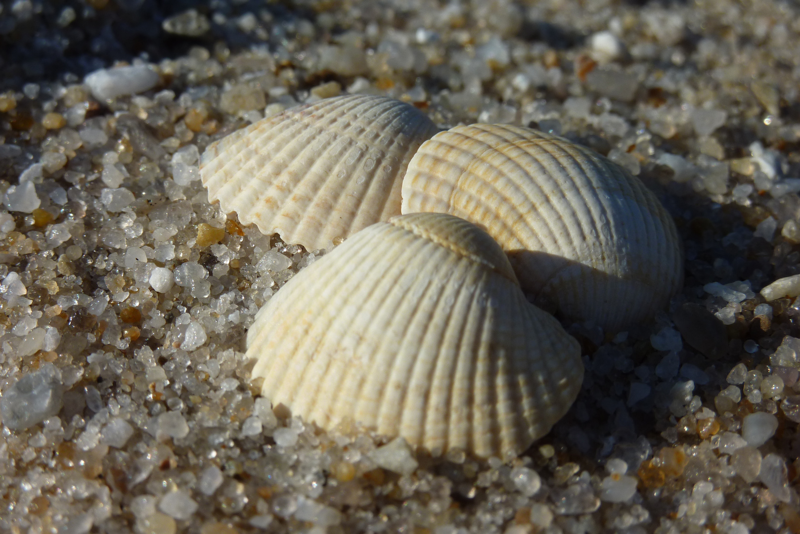 Auch Muscheln sind nicht gern alleine.