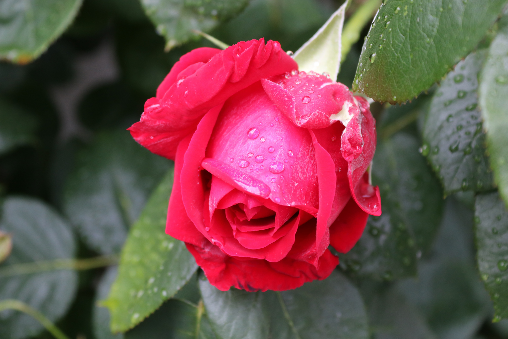 Auch nach dem Regen eine Schönheit 