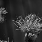 Auch nach der Blüte noch schön anzusehen 