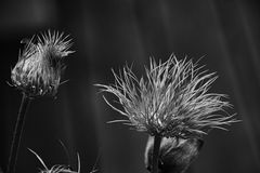 Auch nach der Blüte noch schön anzusehen 