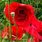 Auch nach Regen leuchtet der Mohn !