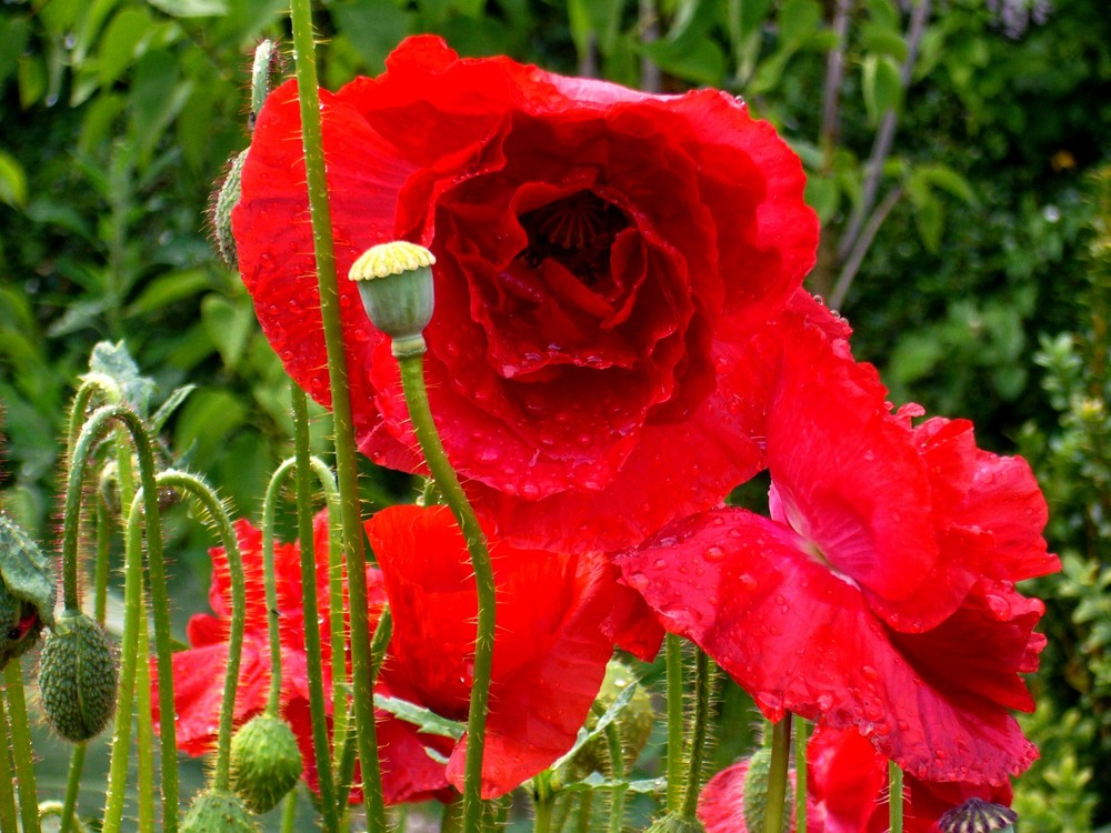 Auch nach Regen leuchtet der Mohn !