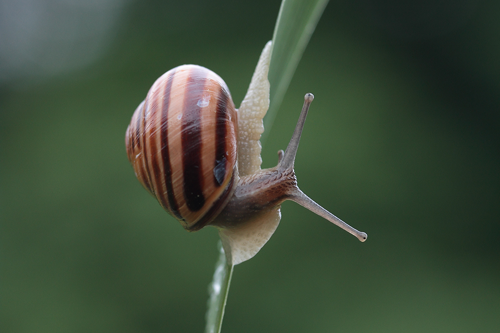 Auch 'ne Schnecke...