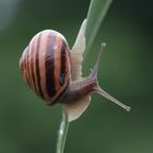 Auch 'ne Schnecke...