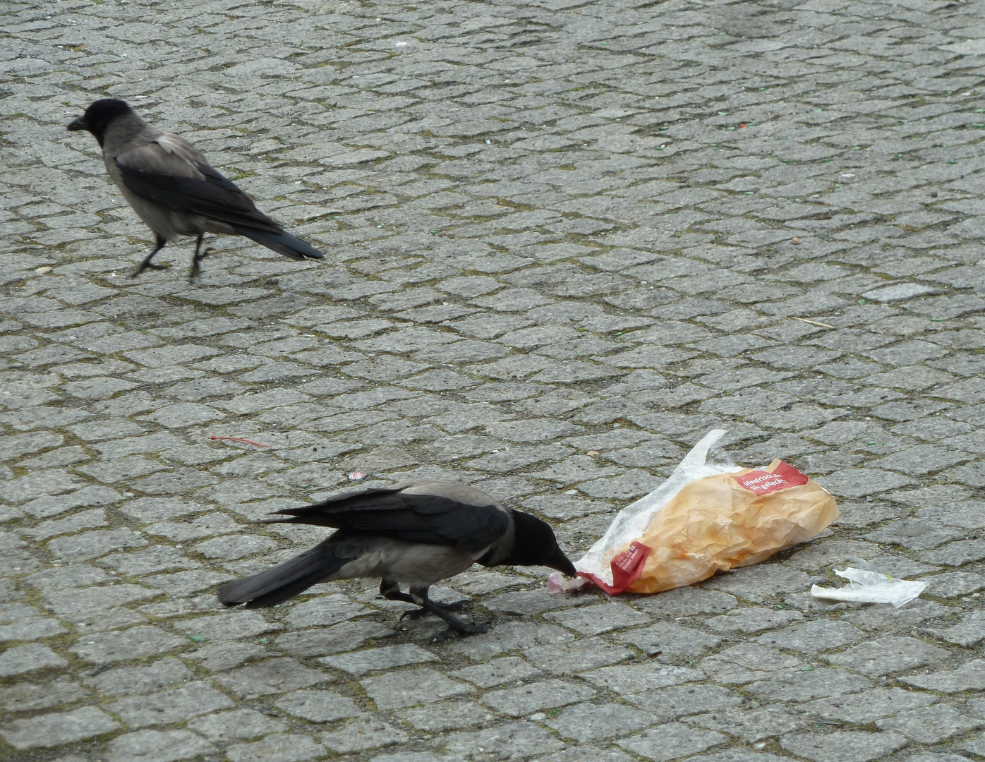 Auch Nebelkrähen lieben Fast food.