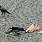 Auch Nebelkrähen lieben Fast food.