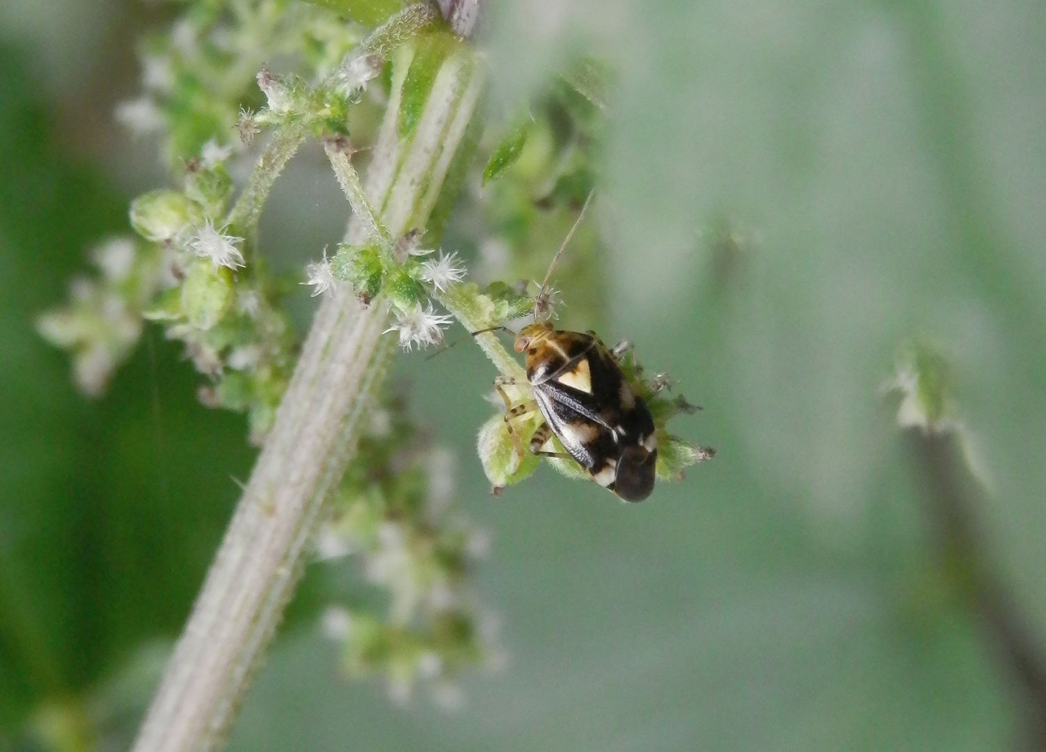 Auch noch da - die Weichwanze Liocoris tripostulatus auf großer Brennnessel