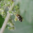 Auch noch da - die Weichwanze Liocoris tripostulatus auf großer Brennnessel