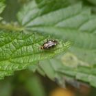 Auch noch da - die Weichwanze Liocoris tripostulatus auf großer Brennnessel