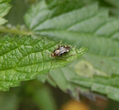 Auch noch da - die Weichwanze Liocoris tripostulatus auf großer Brennnessel