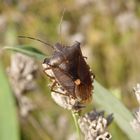 Auch noch da - Rotbeinige Baumwanze (Pentatoma rufipes)