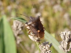 Auch noch da - Rotbeinige Baumwanze (Pentatoma rufipes)