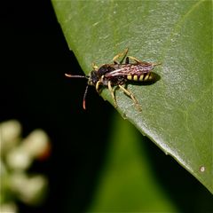 Auch Nomada goodeniana ist wieder da - ich glaube, das ist ein Männchen . . .