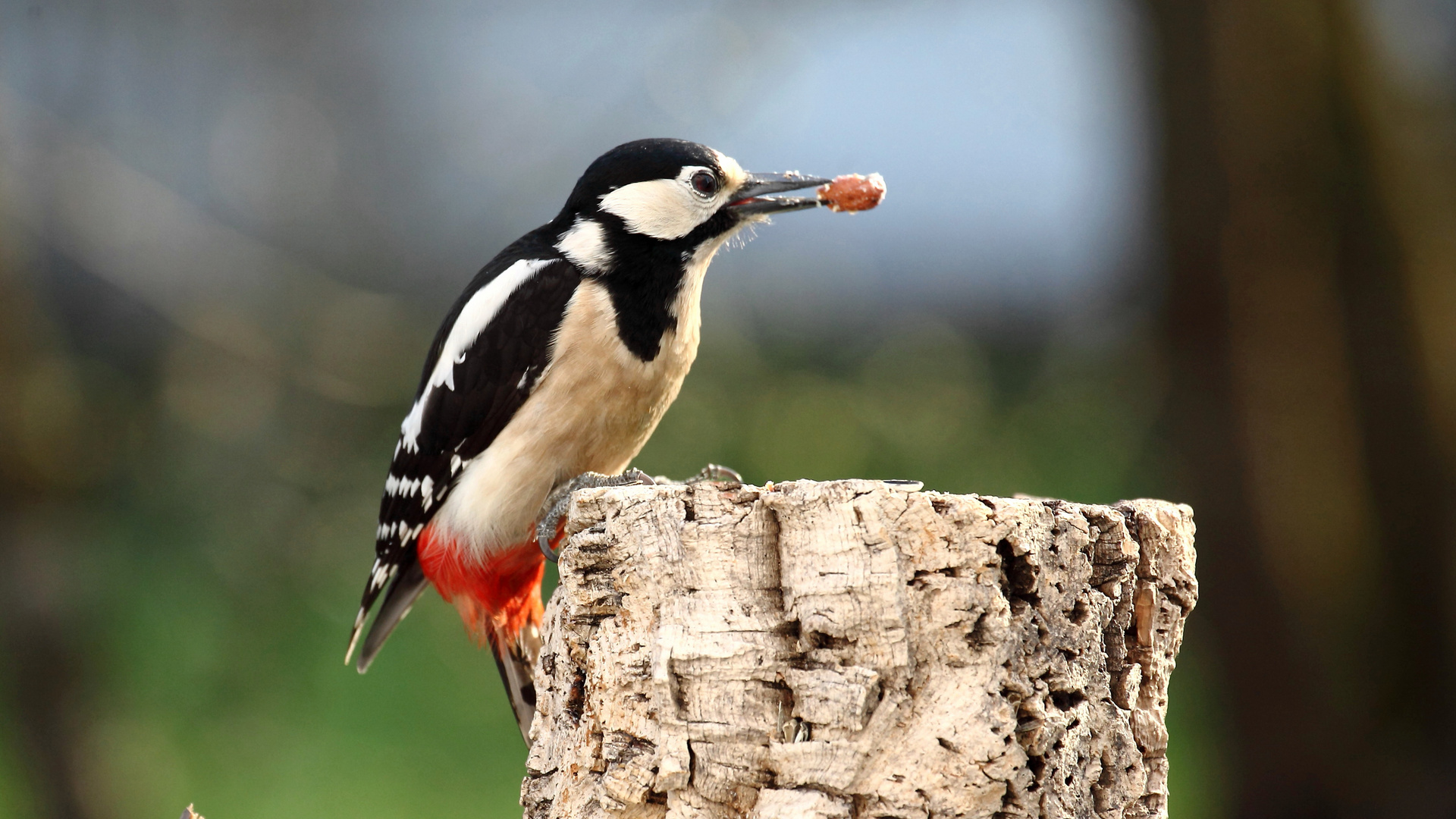 Auch Nüsse sind lecker