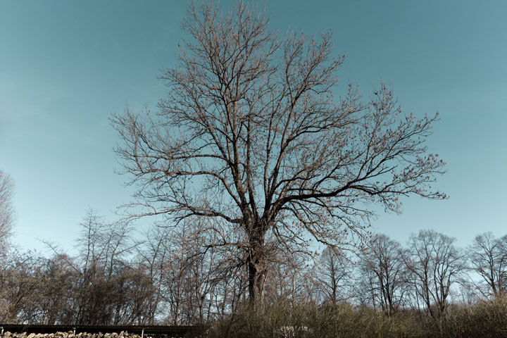 Auch nur ein Baum