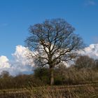 Auch ohne Blattwerk zeigt der Baum seine Stärke