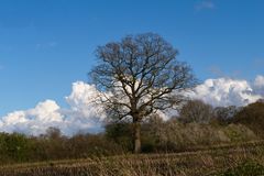 Auch ohne Blattwerk zeigt der Baum seine Stärke