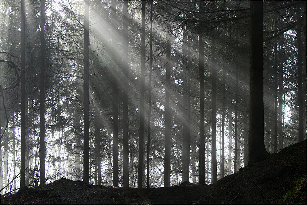 auch ohne Schnee ist es im Wald stimmungsvoll