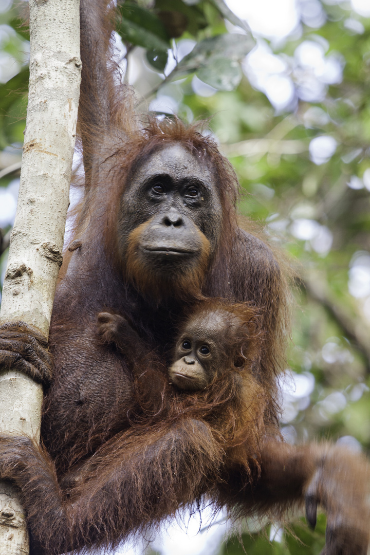 Auch Orang Utans mögen keinen Regen