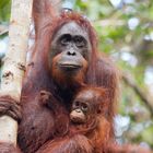 Auch Orang Utans mögen keinen Regen