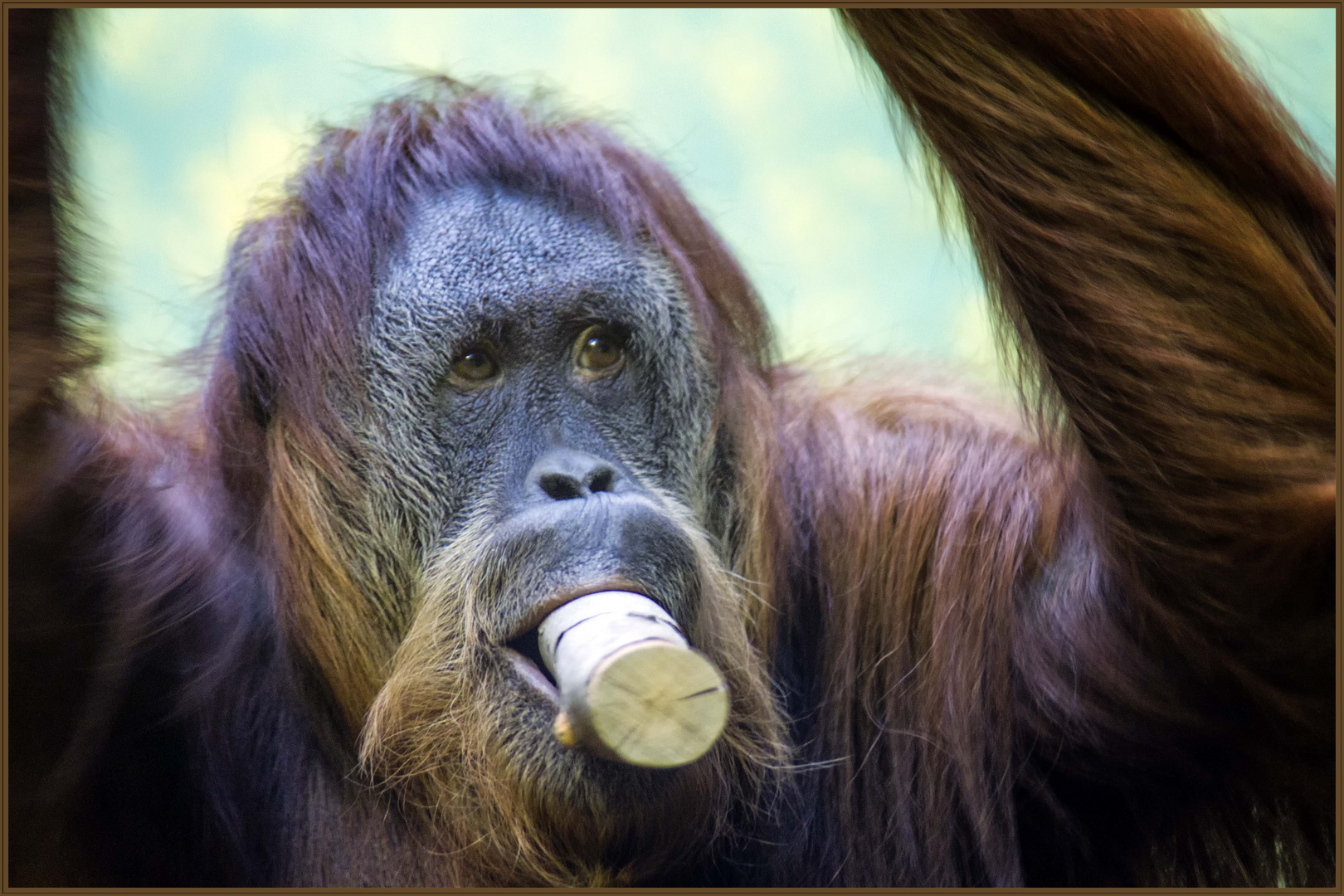 Auch Orang-Utans sollten den Mund nicht zu voll nehmen...