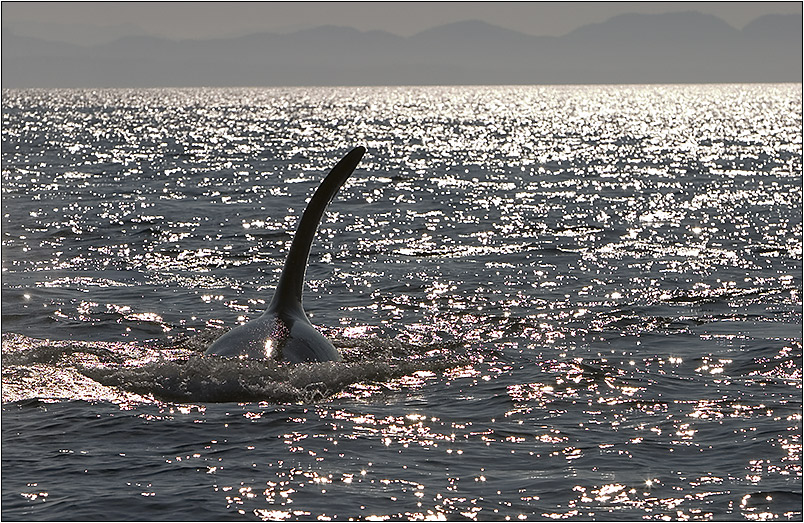 Auch Orcas müssen mal Luft holen