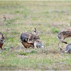 auch osterhasen haben emotionen :-)