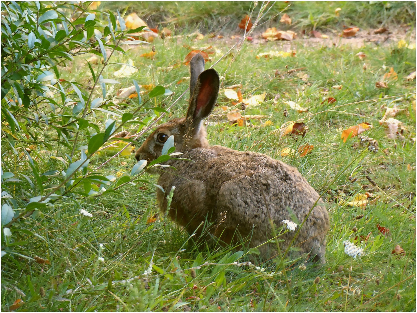 Auch Osterhasen verstecken sich